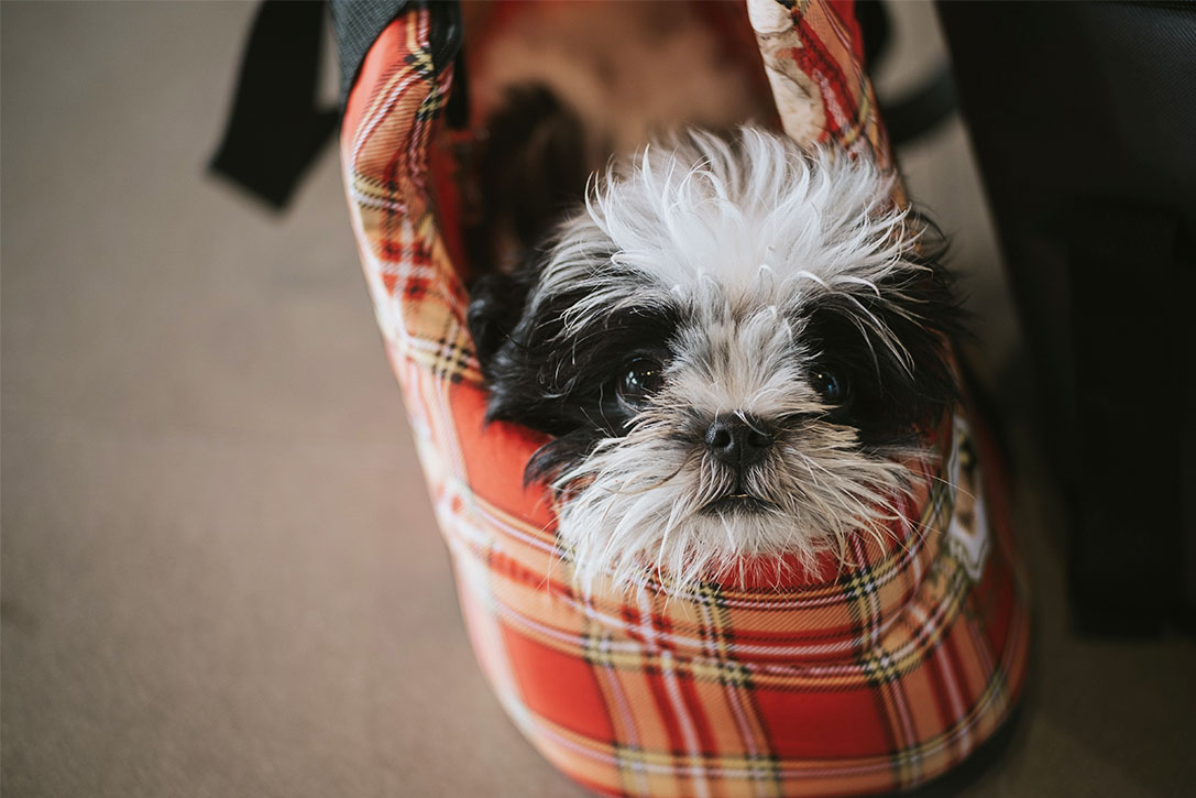 Moradora ganha ação para manter seu cachorro em apartamento