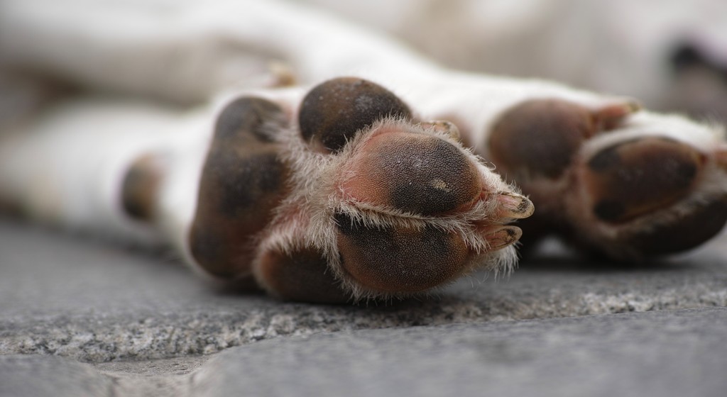 Donos serão indenizados por clínica e veterinários pela morte de cão