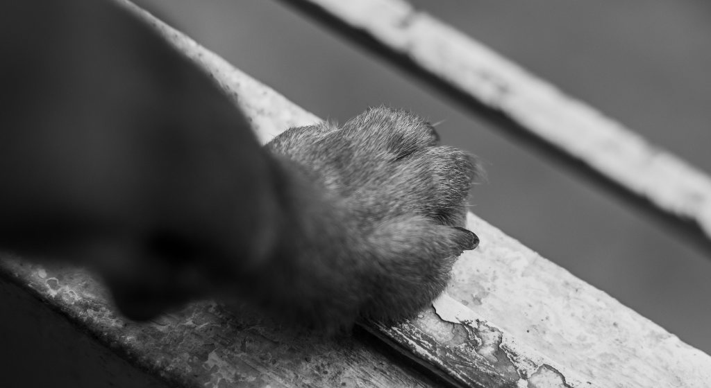 Mulher receberá indenização por morte de animal de estimação