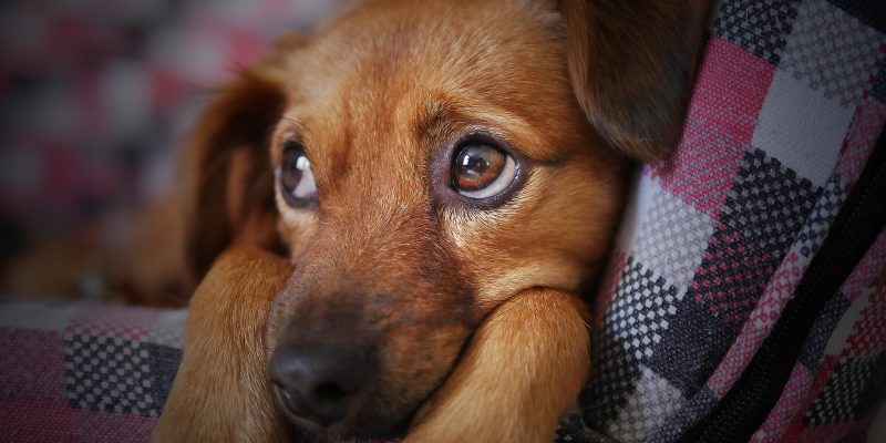 STJ libera animais de estimação em condomínios