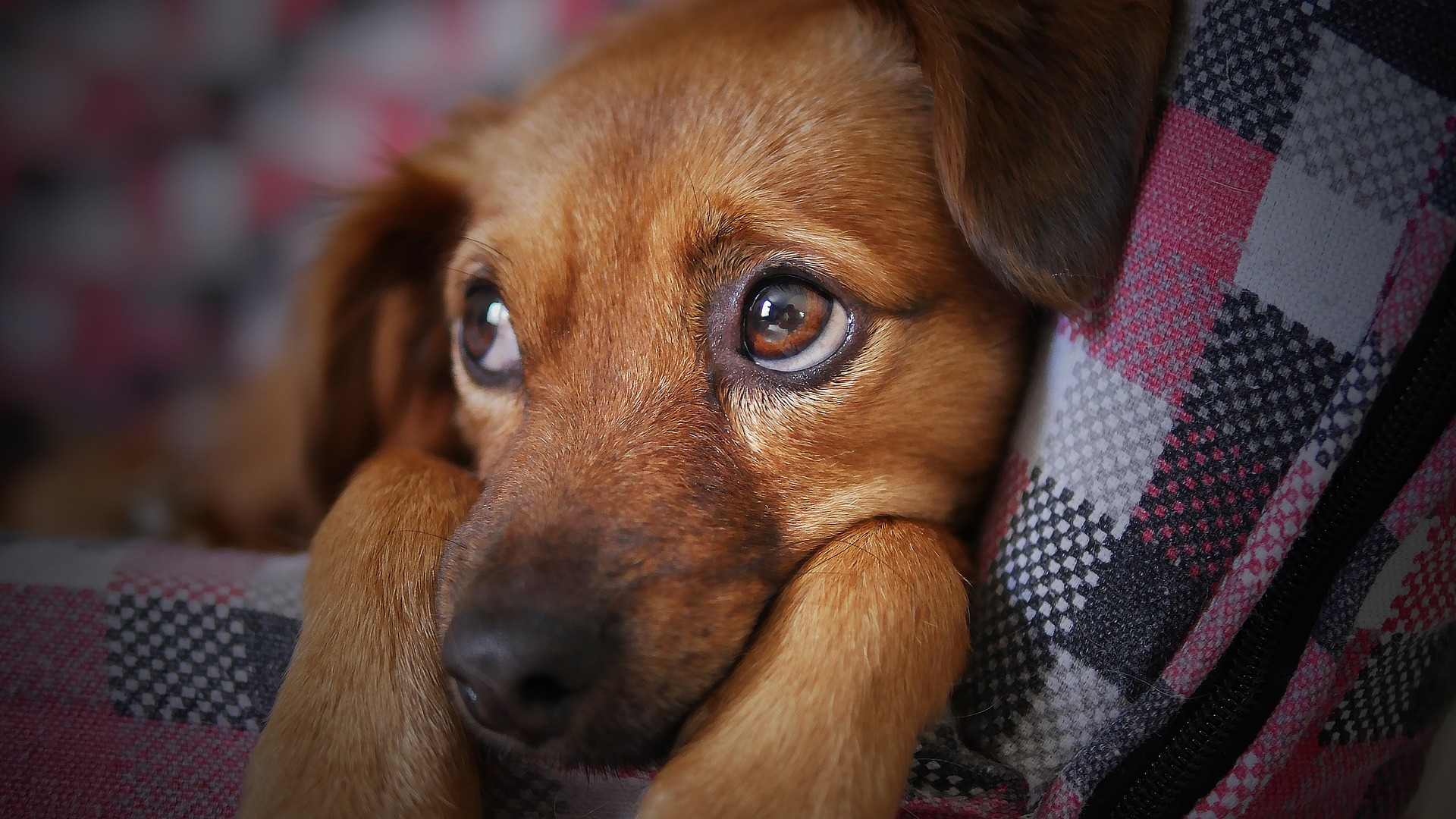 STJ libera animais de estimação em condomínios