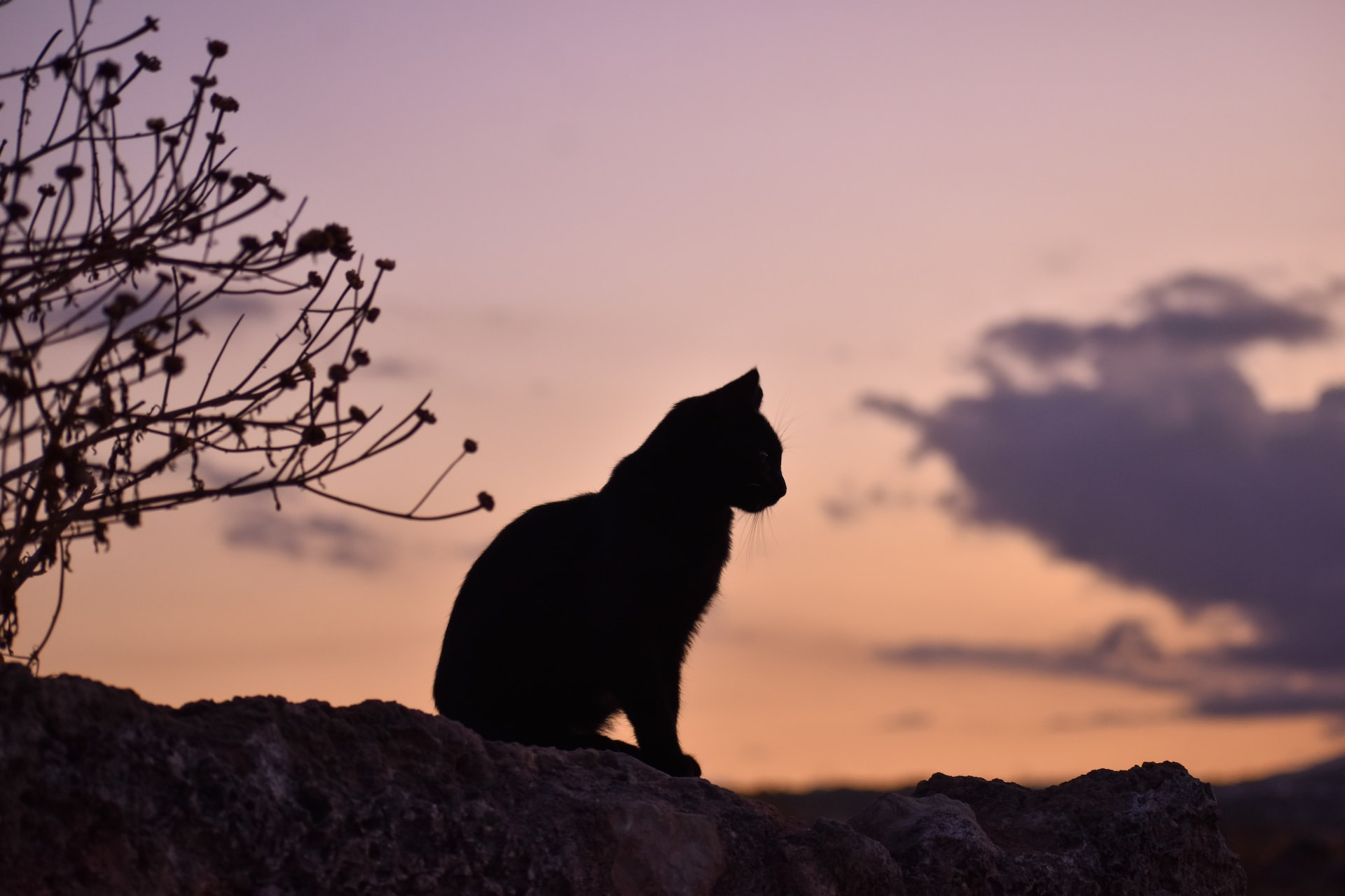 Como denunciar maus-tratos contra animais?
