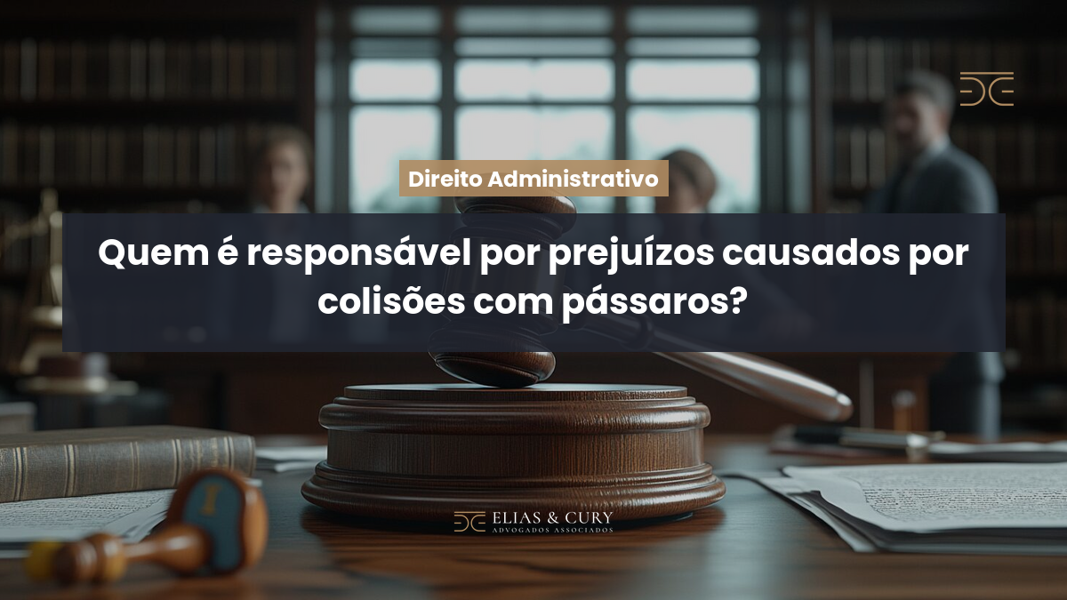 Quem é responsável por prejuízos causados por colisões com pássaros?